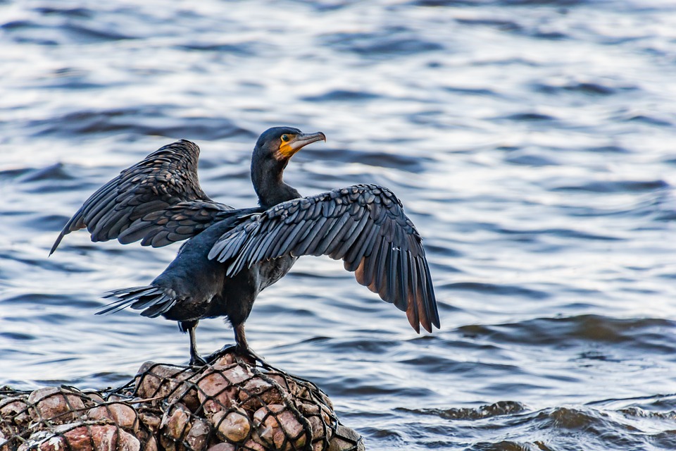 CORMORAN