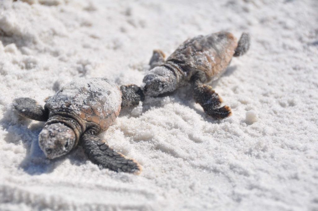 tortuga laud